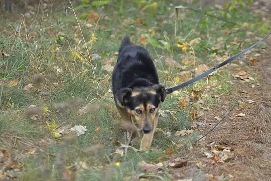 Miły, sympatyczny Murzynek chce oddać Ci swoje ser