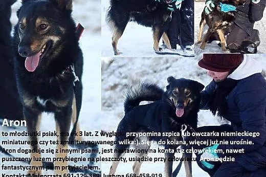 Aron- ok 3 letni psiak do adopcji-5 dni mu zostało