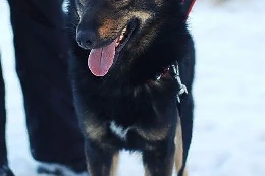 Aron- ok 3 letni psiak do adopcji-5 dni mu zostało
