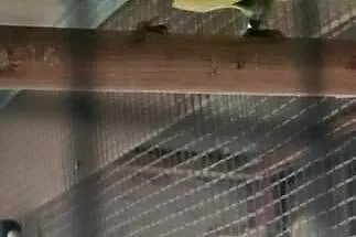 Sprzedam barnardy żółtobrzuche 25r., Podkarpackie, Mielec