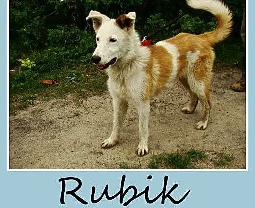 Młody, wesoły pies Rubik -adopcja, mazowieckie Wa