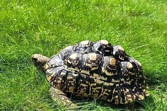Żółw  na sprzedaż
