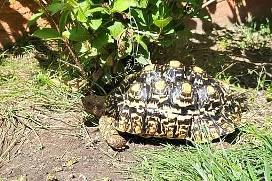 Żółw  na sprzedaż, Mazowieckie, Wyszków