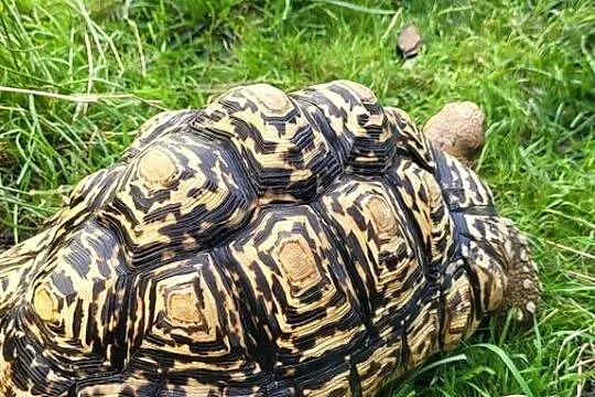 Żółw  na sprzedaż, Mazowieckie, Wyszków