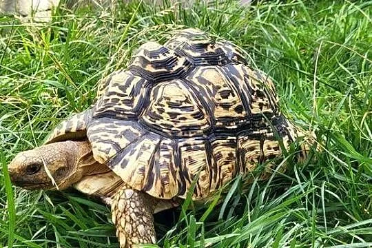 Żółw  na sprzedaż, Mazowieckie, Wyszków