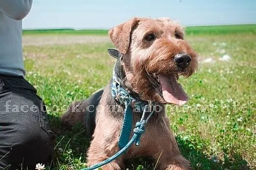 Kostek młody pies w typie airedale terriera.,  pod