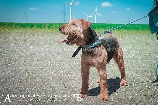 Kostek młody pies w typie airedale terriera.,  pod