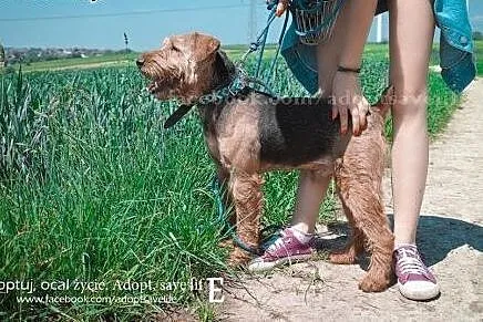 Kostek młody pies w typie airedale terriera.,  pod