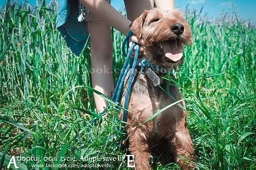 Kostek młody pies w typie airedale terriera.,  pod