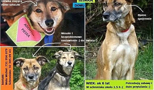 SABA i NESKA , śląskie Gliwice