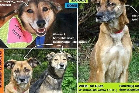 SABA i NESKA ,  śląskie Gliwice
