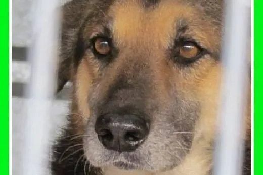 Smutny,tęskniący za człowiekiem owczarek mix,przyj