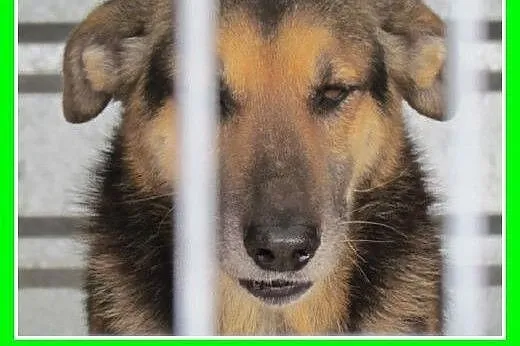 Smutny,tęskniący za człowiekiem owczarek mix,przyj