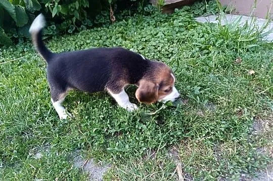 Szczenaik Beagle, Podkarpackie, Czermin