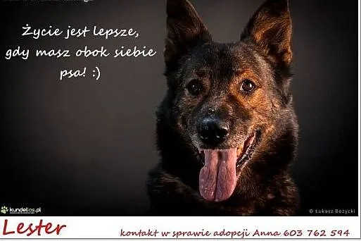 Lester - piękny psiak który wie co to kochający do