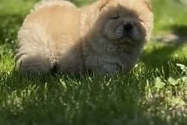 Suczka chow chow