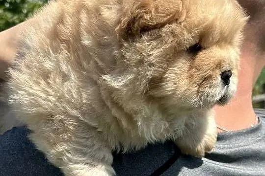 Suczka chow chow, Wielkopolskie, Ostrów Wielkopolski