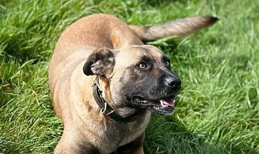 Tigra - w typie AMSTAFF - szuka domu, pomorskie G
