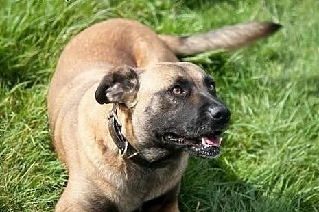 Tigra - w typie AMSTAFF - szuka domu, pomorskie Gdańsk