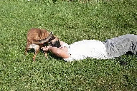 Tigra - w typie AMSTAFF - szuka domu,  pomorskie G