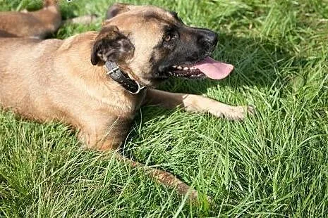 Tigra - w typie AMSTAFF - szuka domu,  pomorskie G