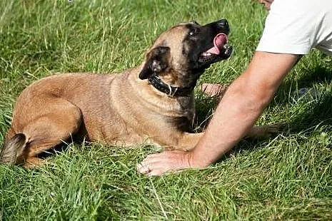 Tigra - w typie AMSTAFF - szuka domu,  pomorskie G