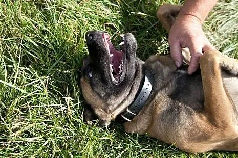Tigra - w typie AMSTAFF - szuka domu,  pomorskie G