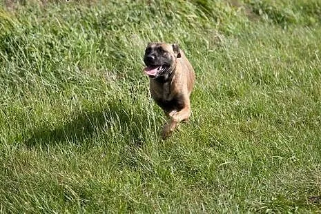 Tigra - w typie AMSTAFF - szuka domu,  pomorskie G