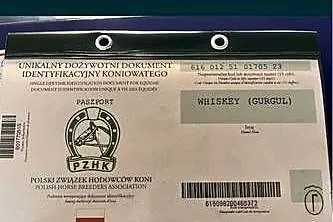 Klaczka Huculska Whisky Hucuł (Gurgul), Lubelskie, Zamość