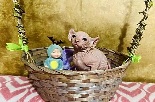 Sfinks kanadyjski