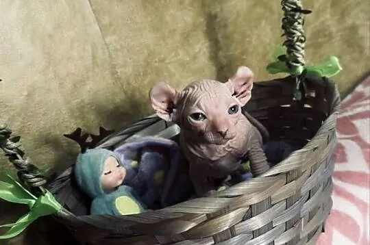 Sfinks kanadyjski, Mazowieckie, Grodzisk Mazowiecki