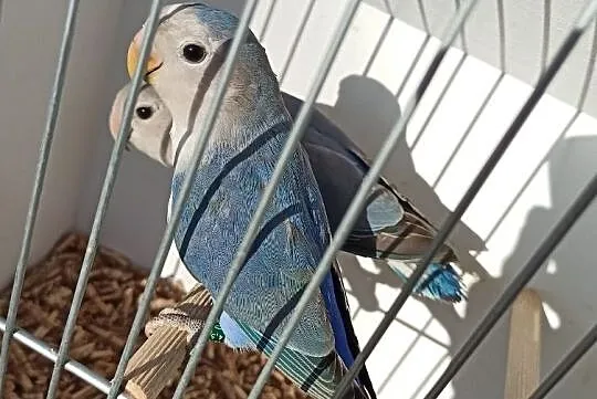 Papugi nierozłączki Marbled, Małopolskie, Tarnów