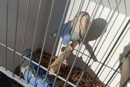 Papugi nierozłączki Marbled, Małopolskie, Tarnów