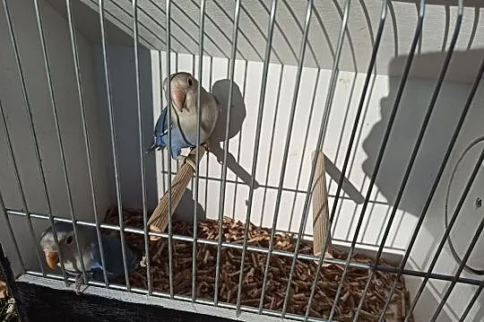 Papugi nierozłączki Marbled, Małopolskie, Tarnów