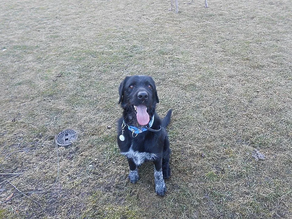 Kochający ludzi Osso, aktywny mix WYŻEŁ ADOPCJA