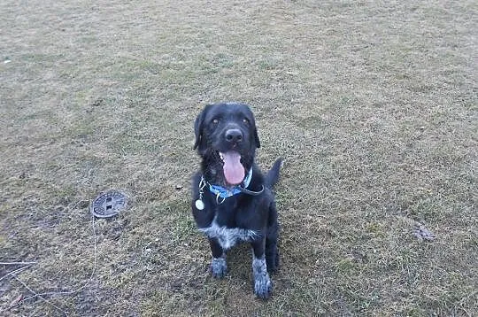 Kochający ludzi Osso, aktywny mix WYŻEŁ ADOPCJA