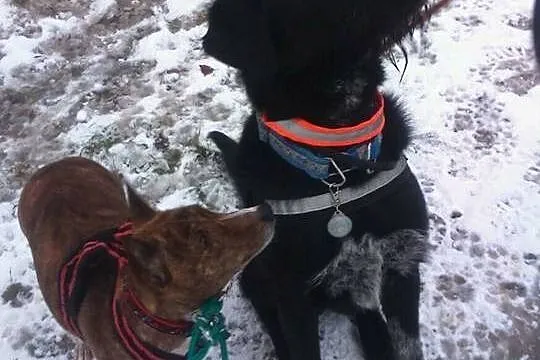 Kochający ludzi Osso, aktywny mix WYŻEŁ ADOPCJA