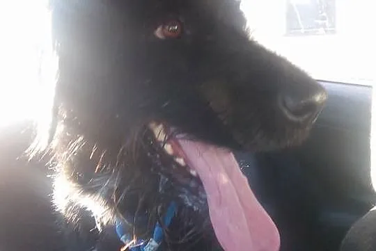 Kochający ludzi Osso, aktywny mix WYŻEŁ ADOPCJA