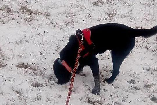 Kochający ludzi Osso, aktywny mix WYŻEŁ ADOPCJA
