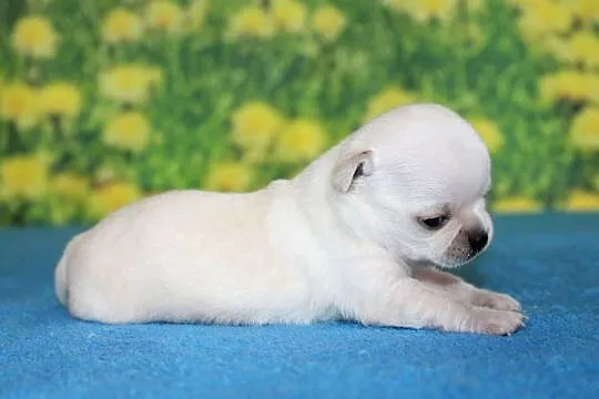 Chihuahua kremowy krótkowłosy chłopiec ZKwP FCI, Zachodniopomorskie, Świnoujście
