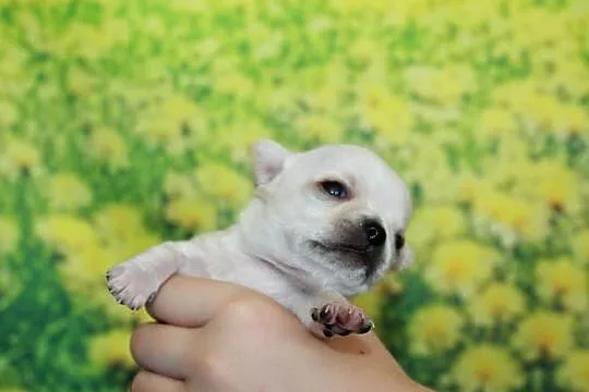 Chihuahua kremowy krótkowłosy chłopiec ZKwP FCI, Zachodniopomorskie, Świnoujście