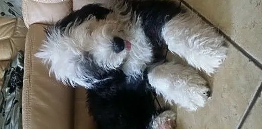 Owczarek Staroangielski Bobtail szczeniak, Pozost