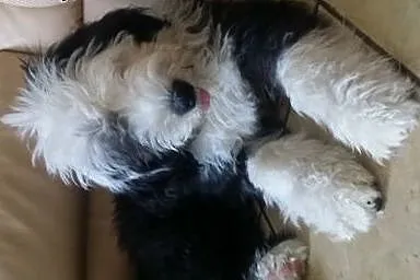 Owczarek Staroangielski Bobtail szczeniak,  Pozost