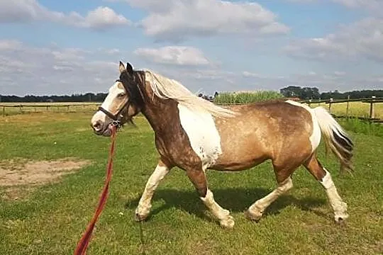 Klacz tinker, , 