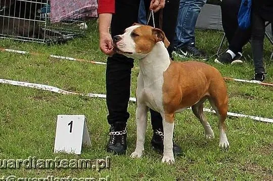 AMSTAFF American Staffordshire Terrier -zapowiedź , Warszawa
