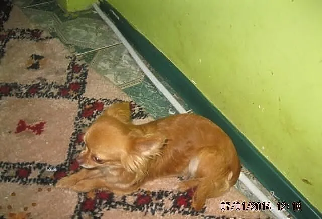 Malutka suczka chihuahua fci