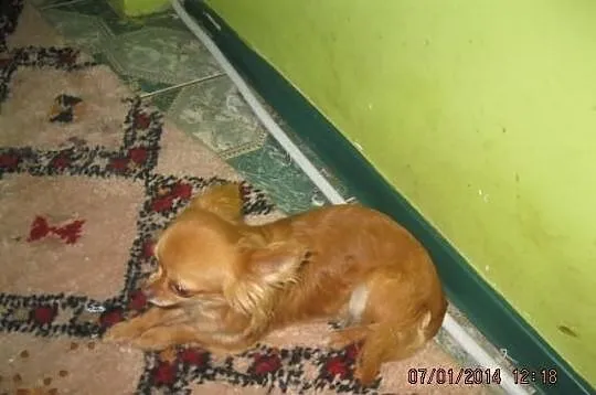 Malutka suczka chihuahua fci
