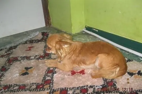 Malutka suczka chihuahua fci