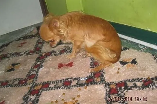 Malutka suczka chihuahua fci