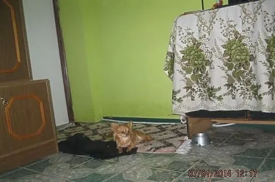Malutka suczka chihuahua fci